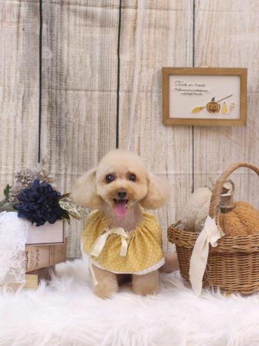 20241005こむぎちゃん